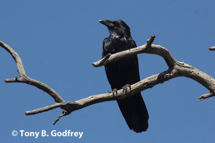 Chihuahuan Raven - ML115121491