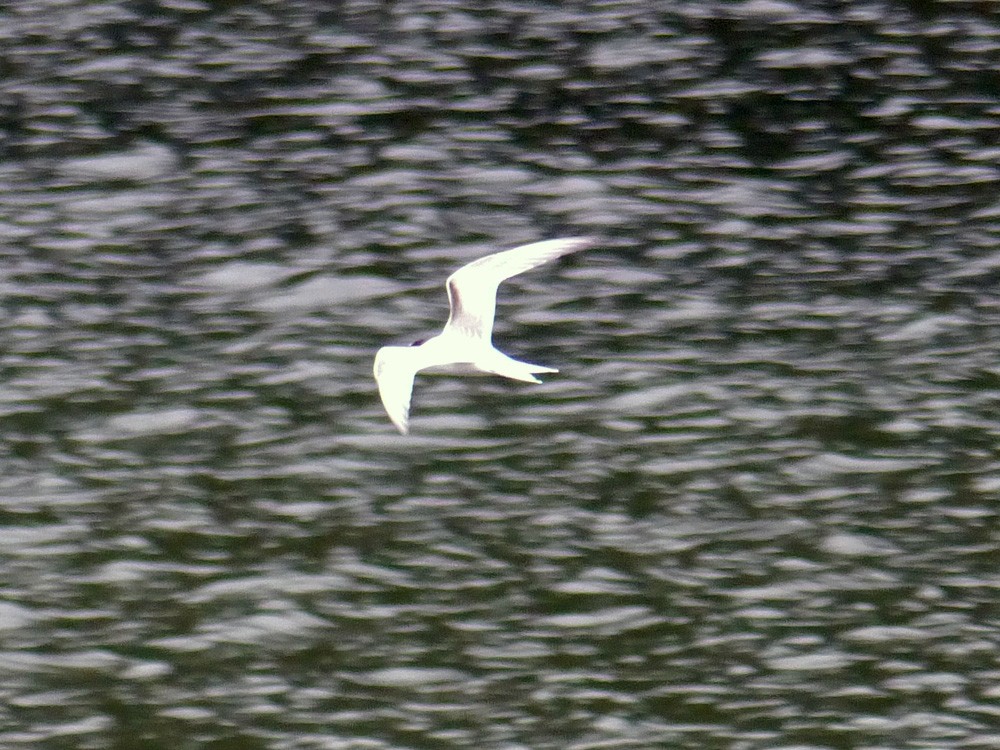 Common Tern - ML115122461