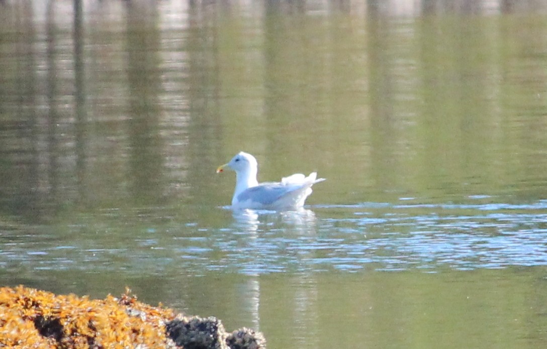 Glaucous-winged Gull - ML115123481