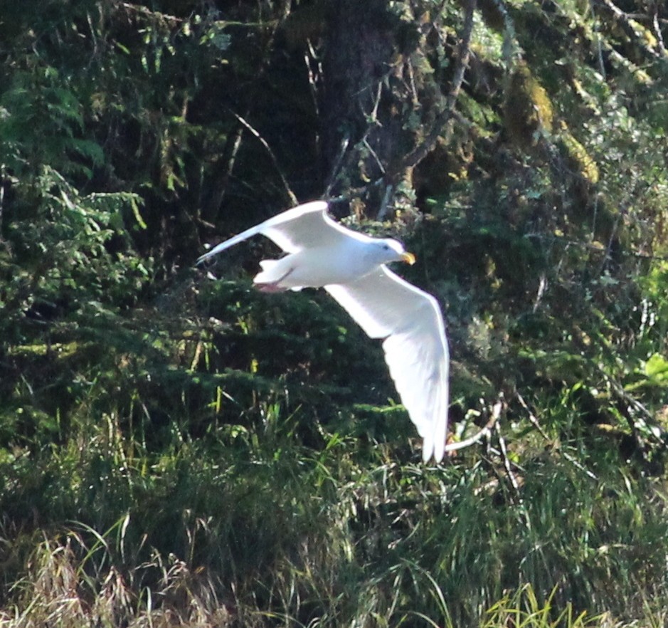 Glaucous-winged Gull - ML115123491