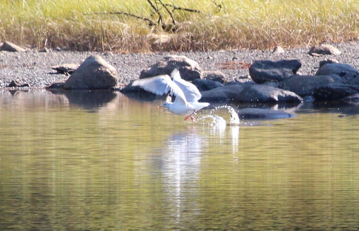 Glaucous-winged Gull - ML115123501