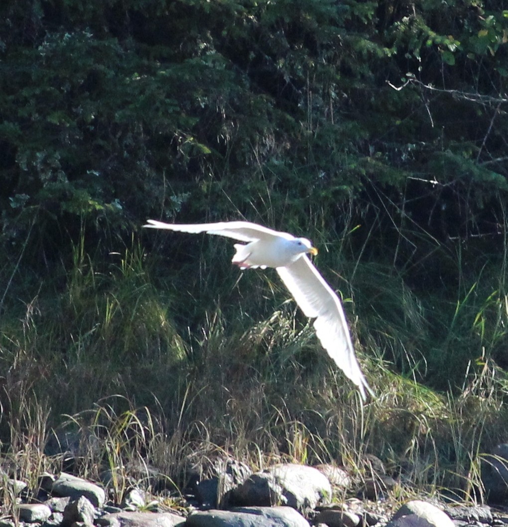 Glaucous-winged Gull - ML115123511