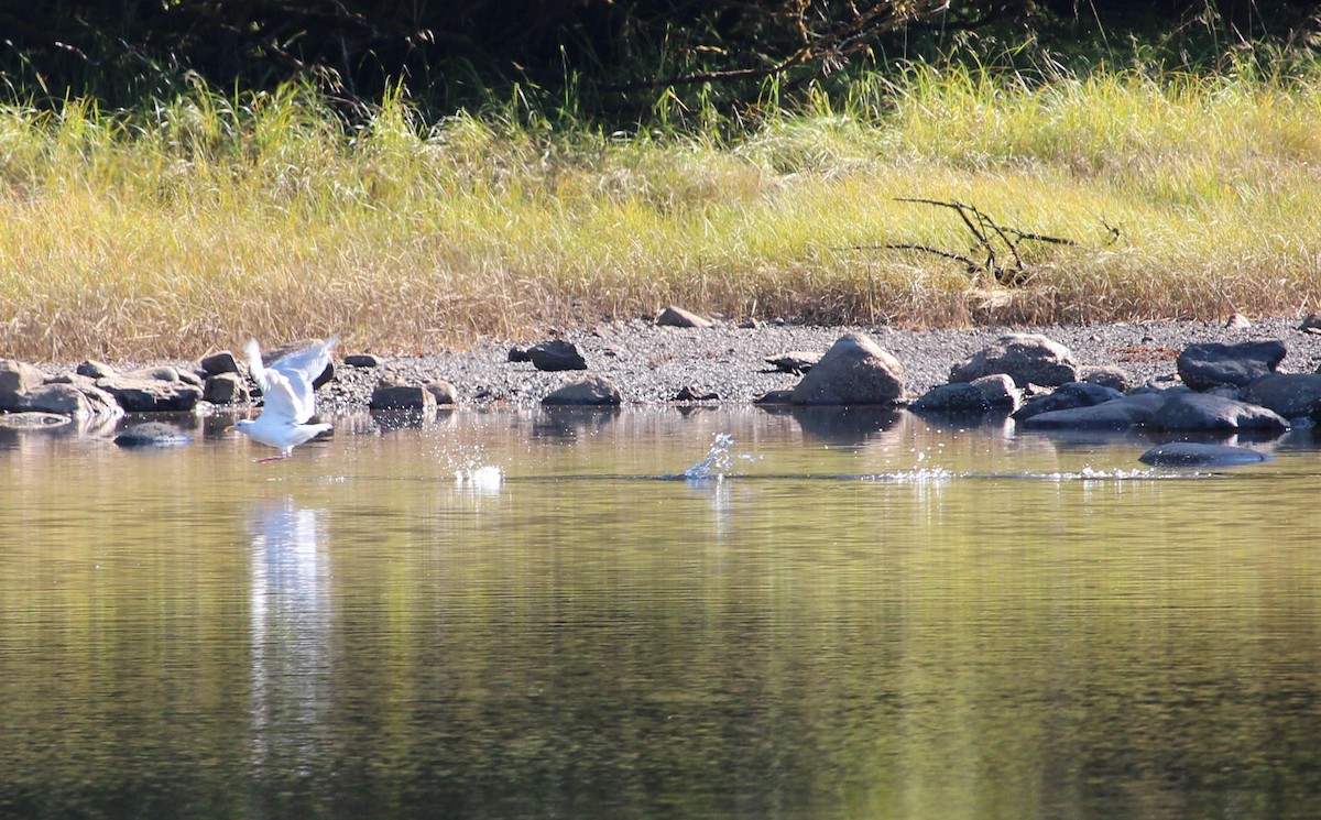 Glaucous-winged Gull - ML115123541