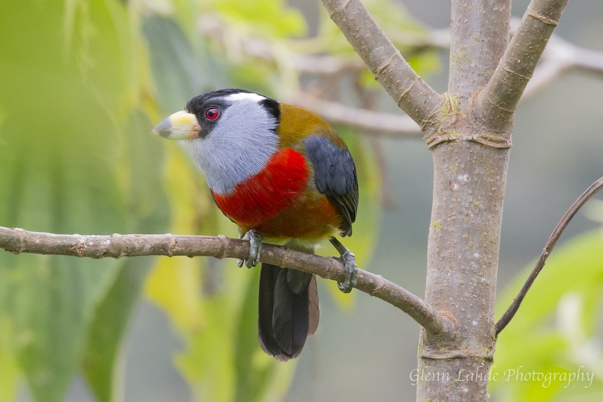 Toucan Barbet - ML115124151