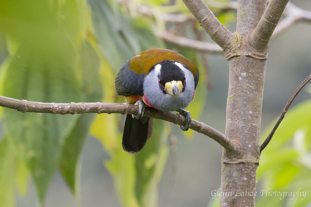 Toucan Barbet - ML115124161