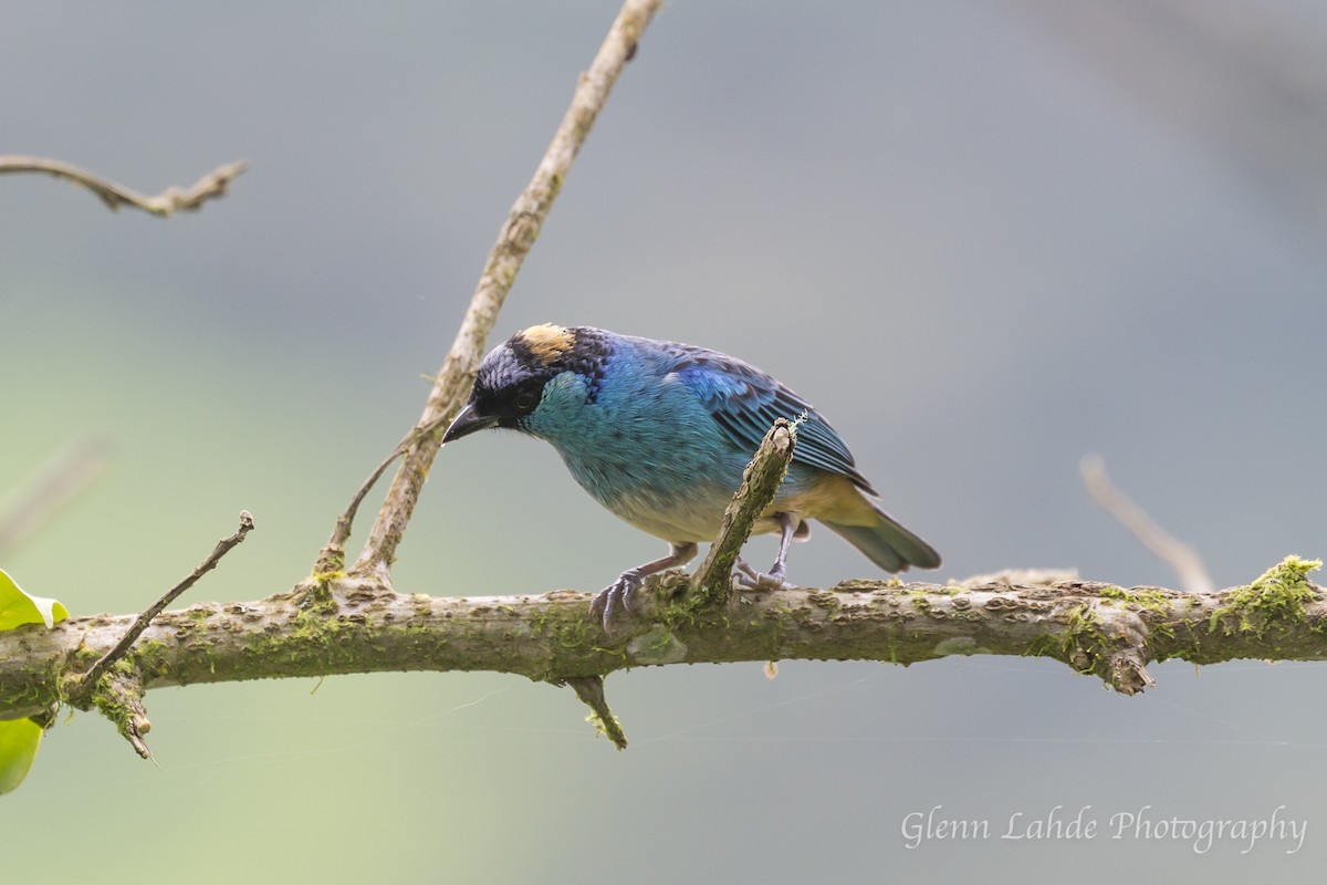 Golden-naped Tanager - ML115124381