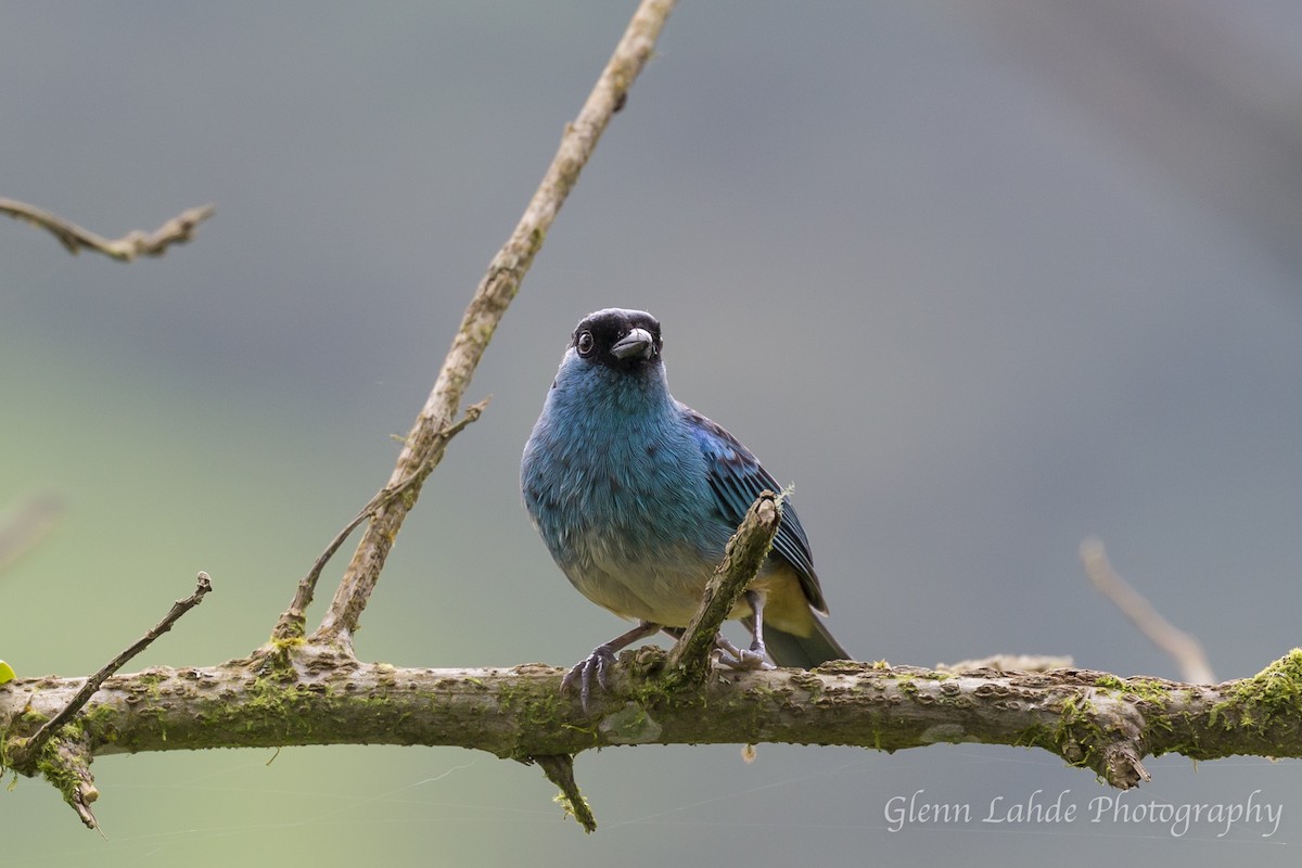 Golden-naped Tanager - ML115124391