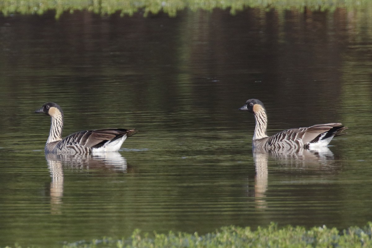 Hawaiian Goose - ML115126081