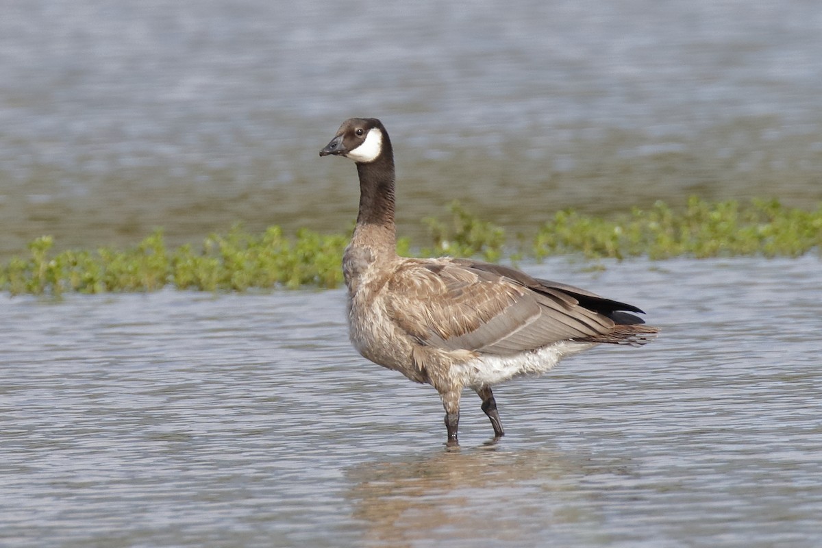 Cackling Goose - ML115126881