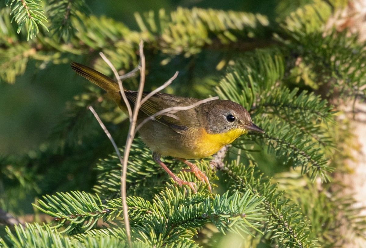 Common Yellowthroat - Suzanne Labbé