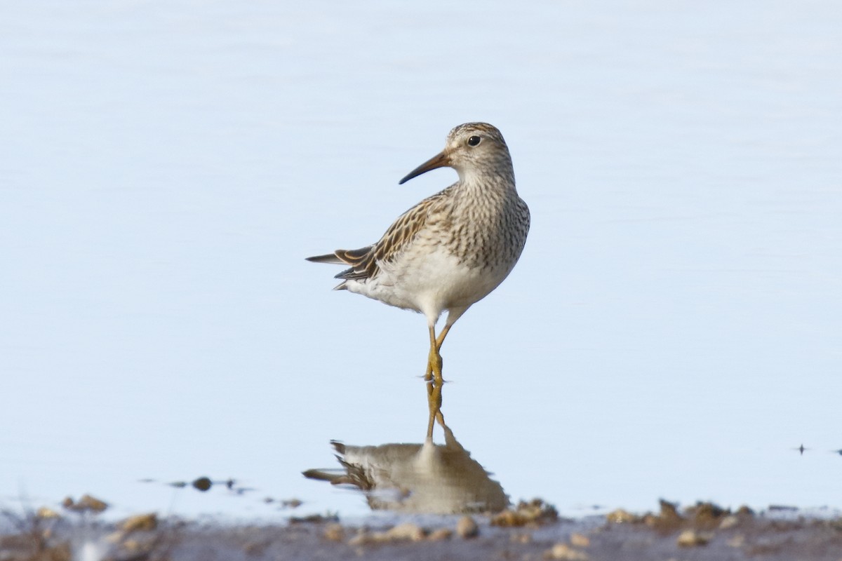 Pectoral Sandpiper - ML115127381