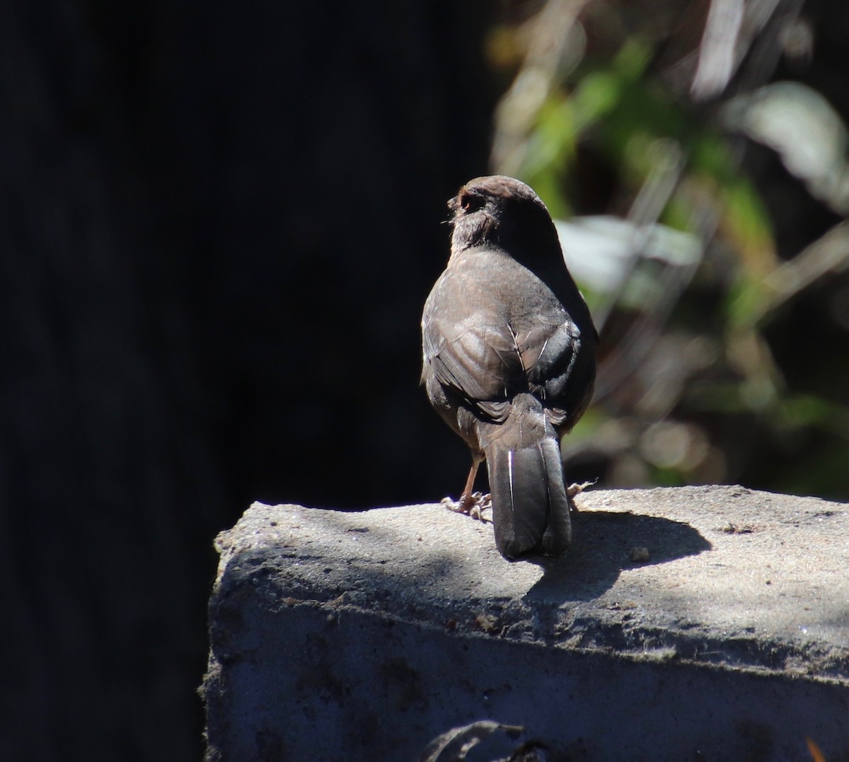 California Towhee - ML115127571