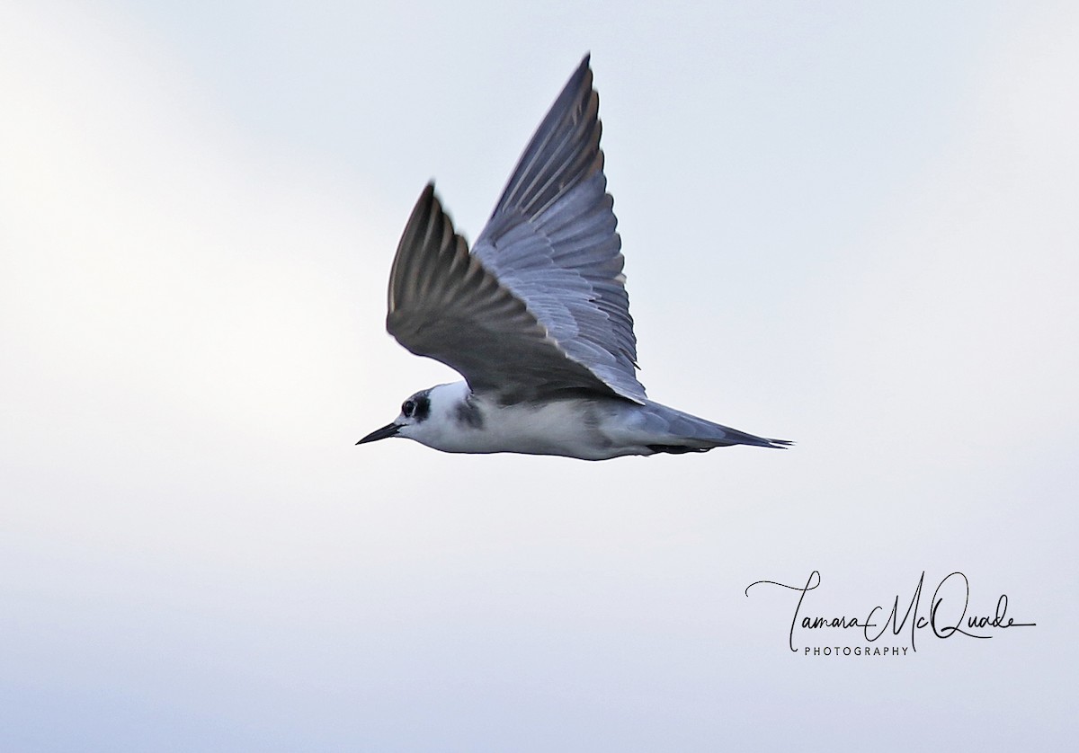 Black Tern - ML115128341