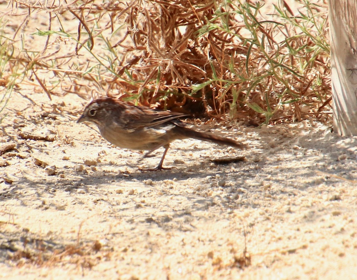 Rufous-crowned Sparrow - ML115131461
