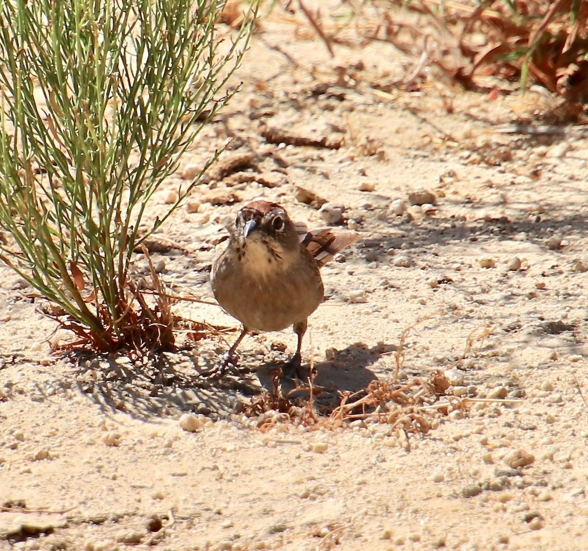 Rufous-crowned Sparrow - ML115131491