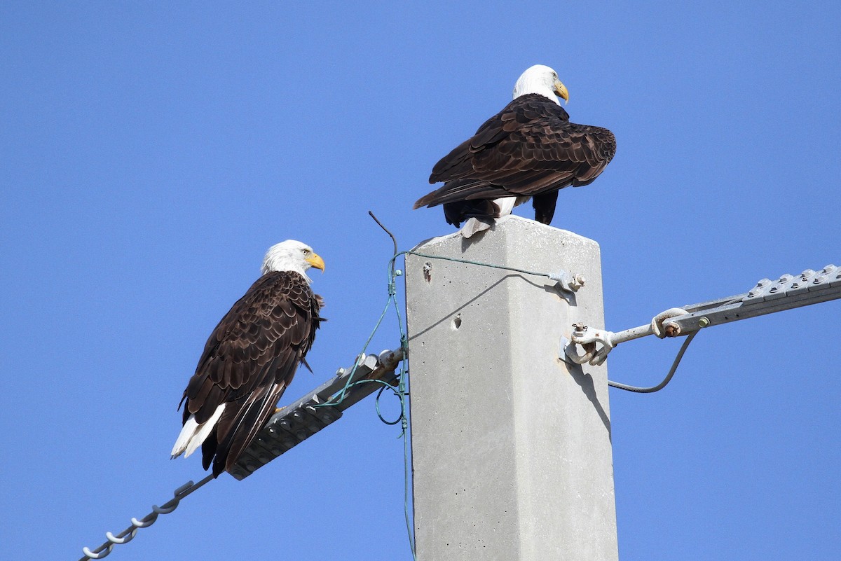 Bald Eagle - Alex Lamoreaux