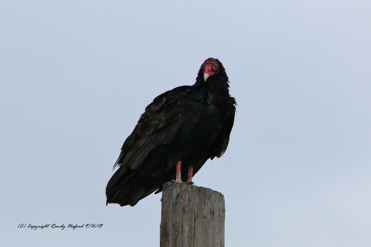 Turkey Vulture - Randy Hesford