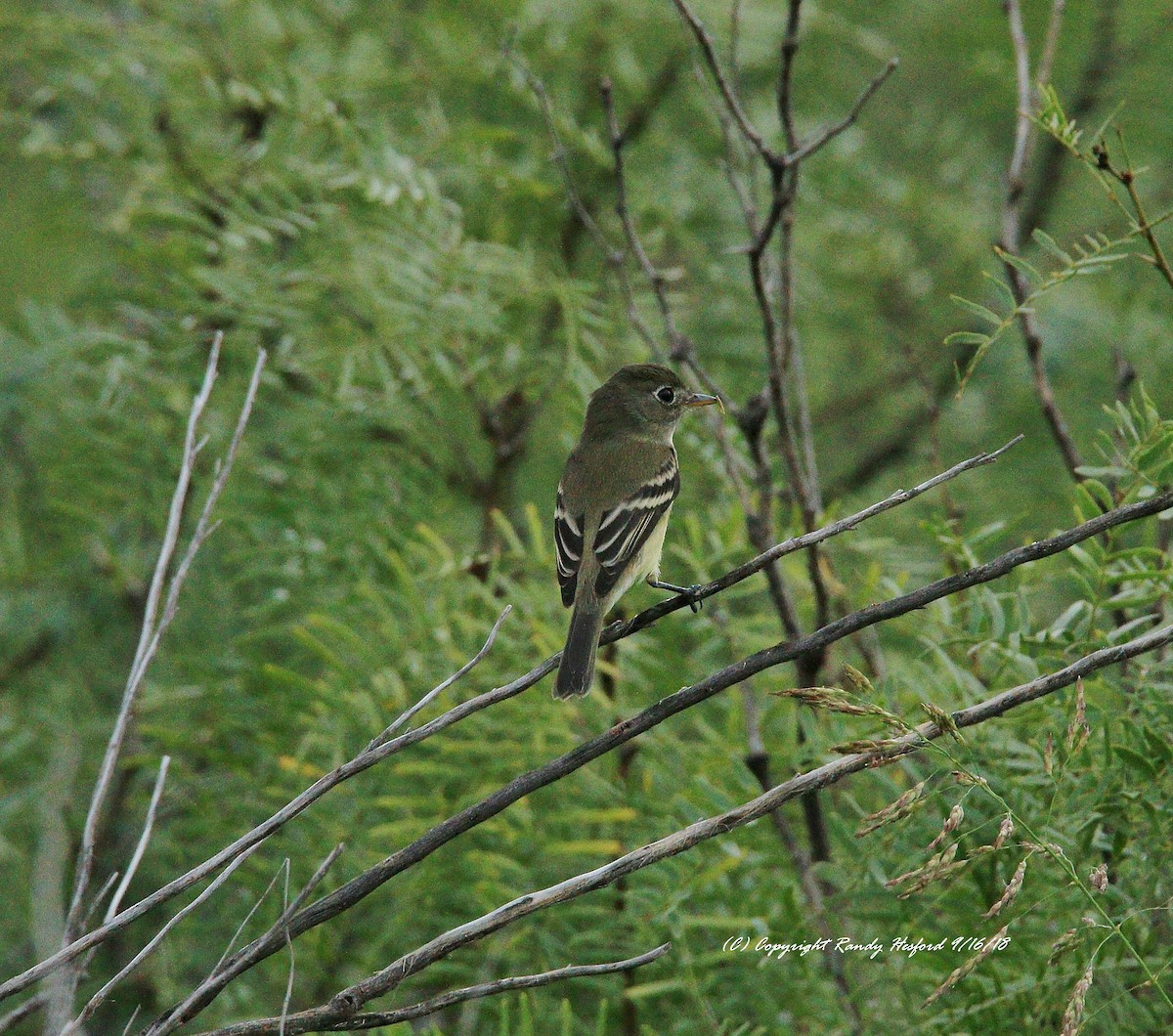 Least Flycatcher - ML115133701