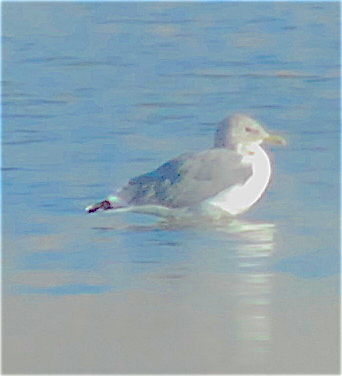 California Gull - ML115134011