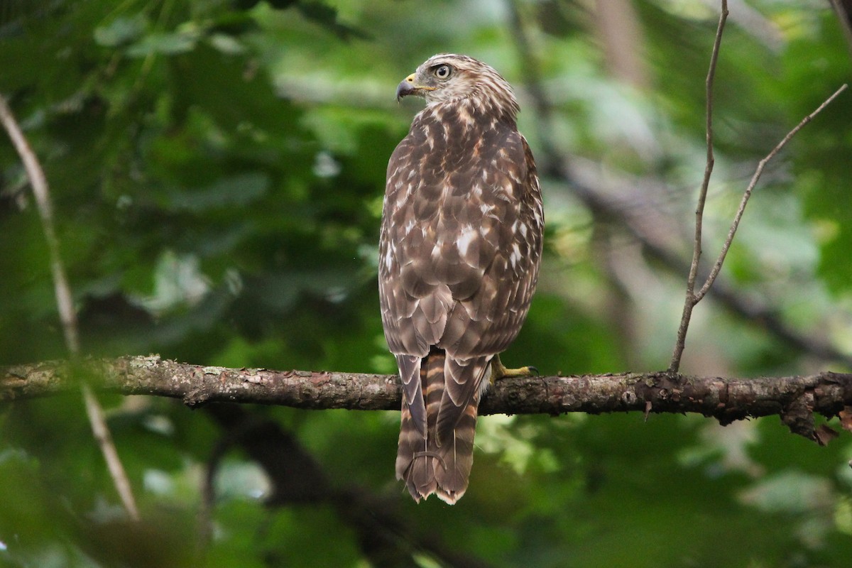 Red-shouldered Hawk - Josh  Houck