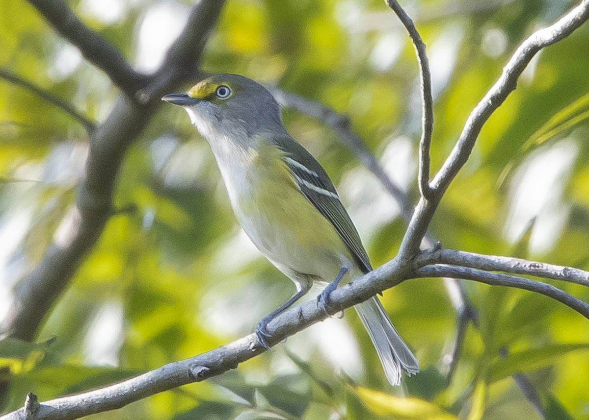 Ak Gözlü Vireo - ML115135681