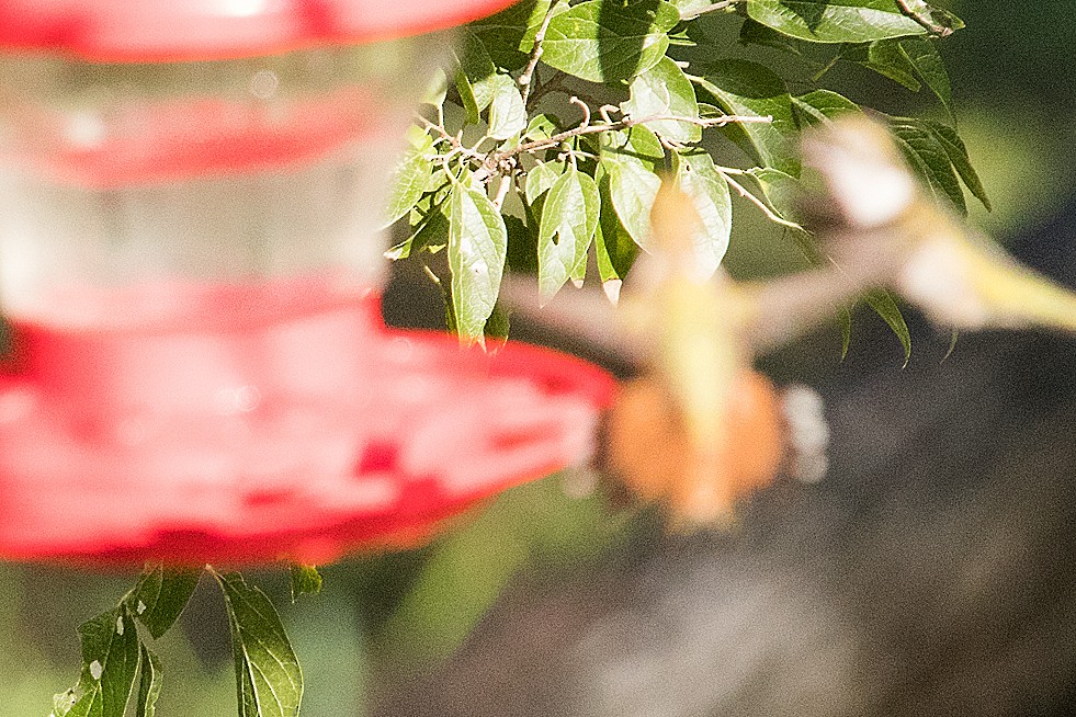 Rufous Hummingbird - Jack Lehman