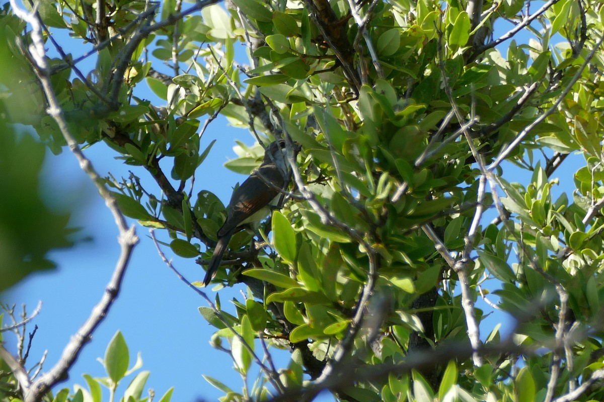 Yellow-billed Cuckoo - ML115139641