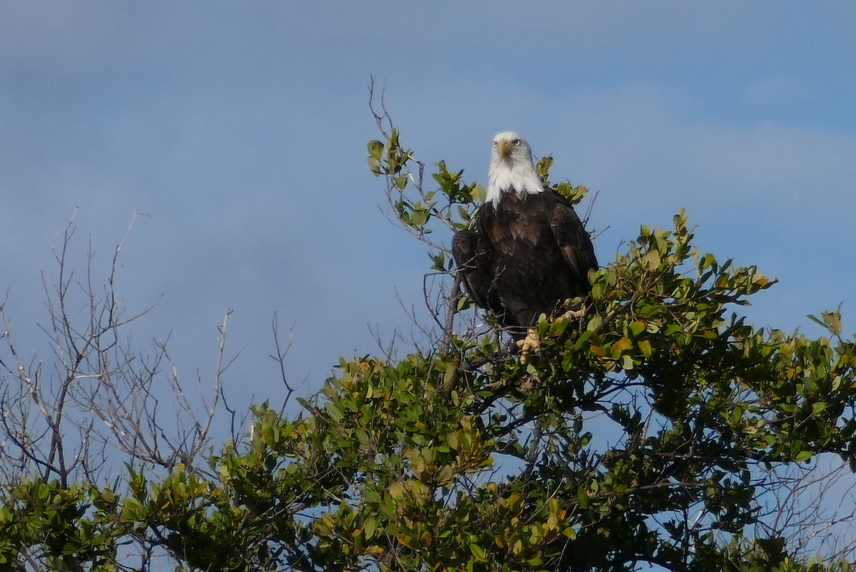 Bald Eagle - ML115139651