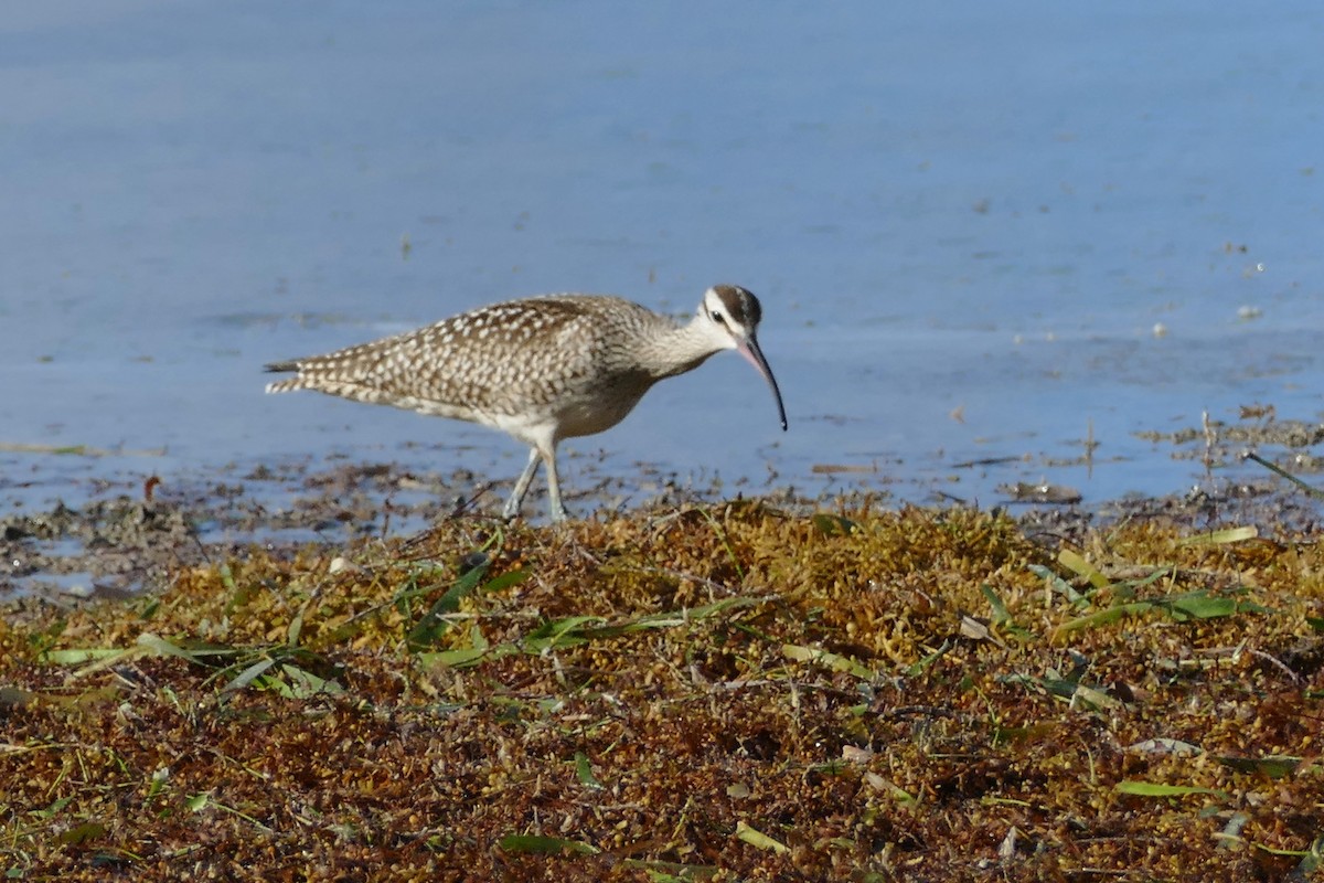 Whimbrel (Hudsonian) - ML115139681