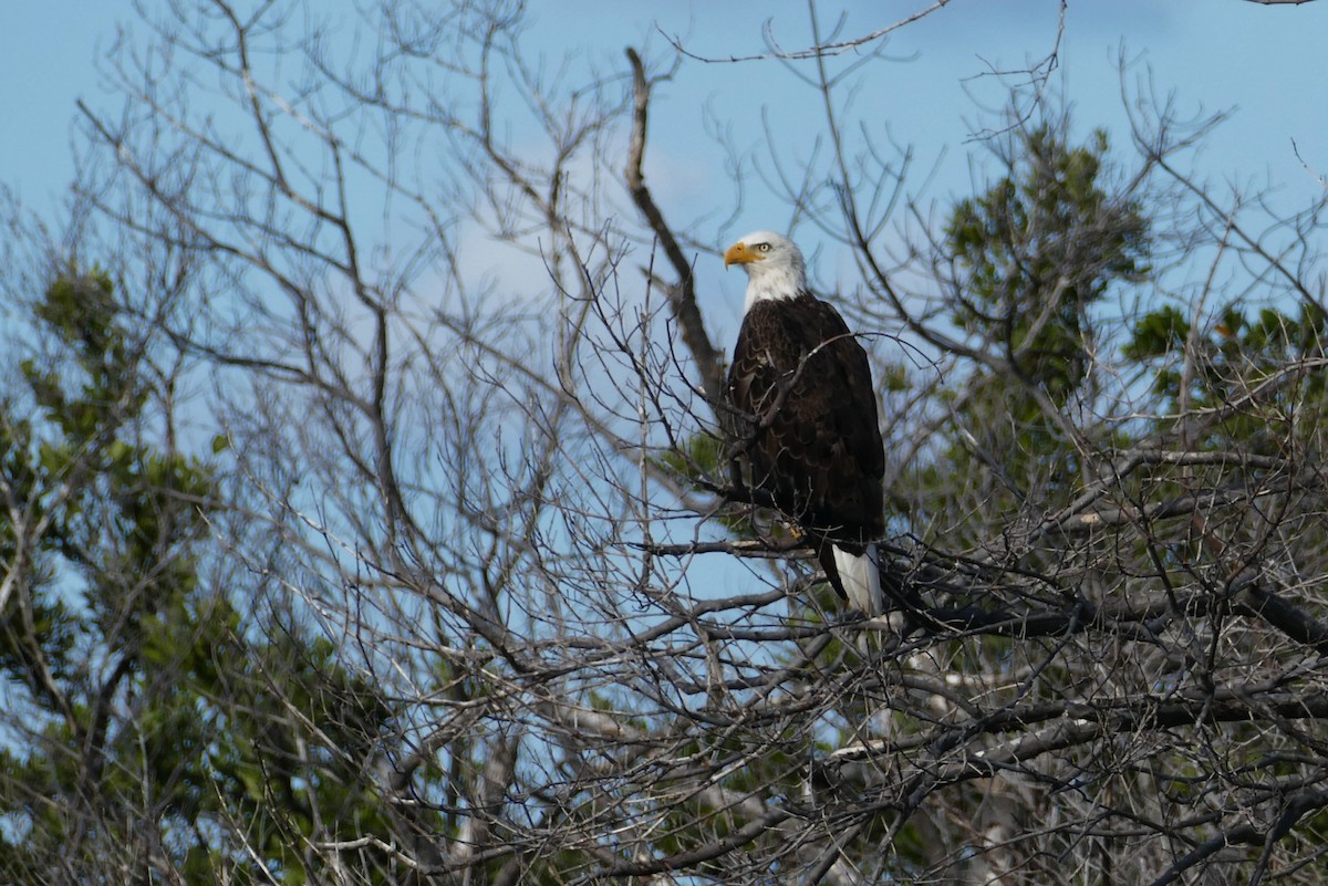 Bald Eagle - ML115139691