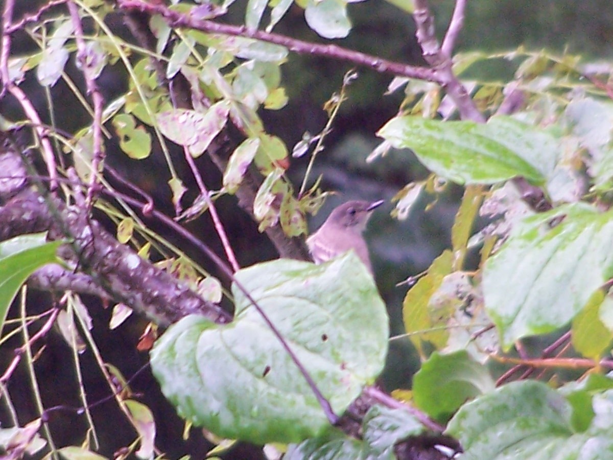 new world flycatcher sp. - ML115140401