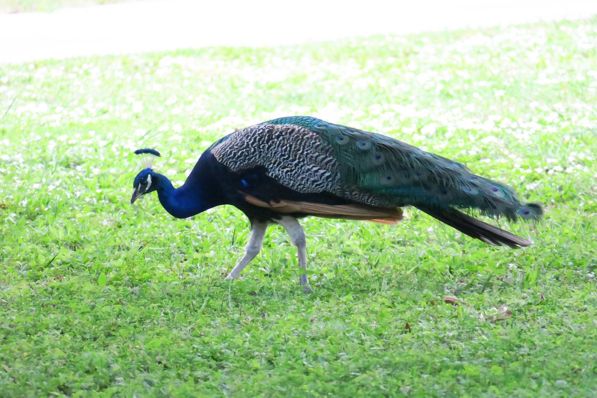 Indian Peafowl - ML115140501