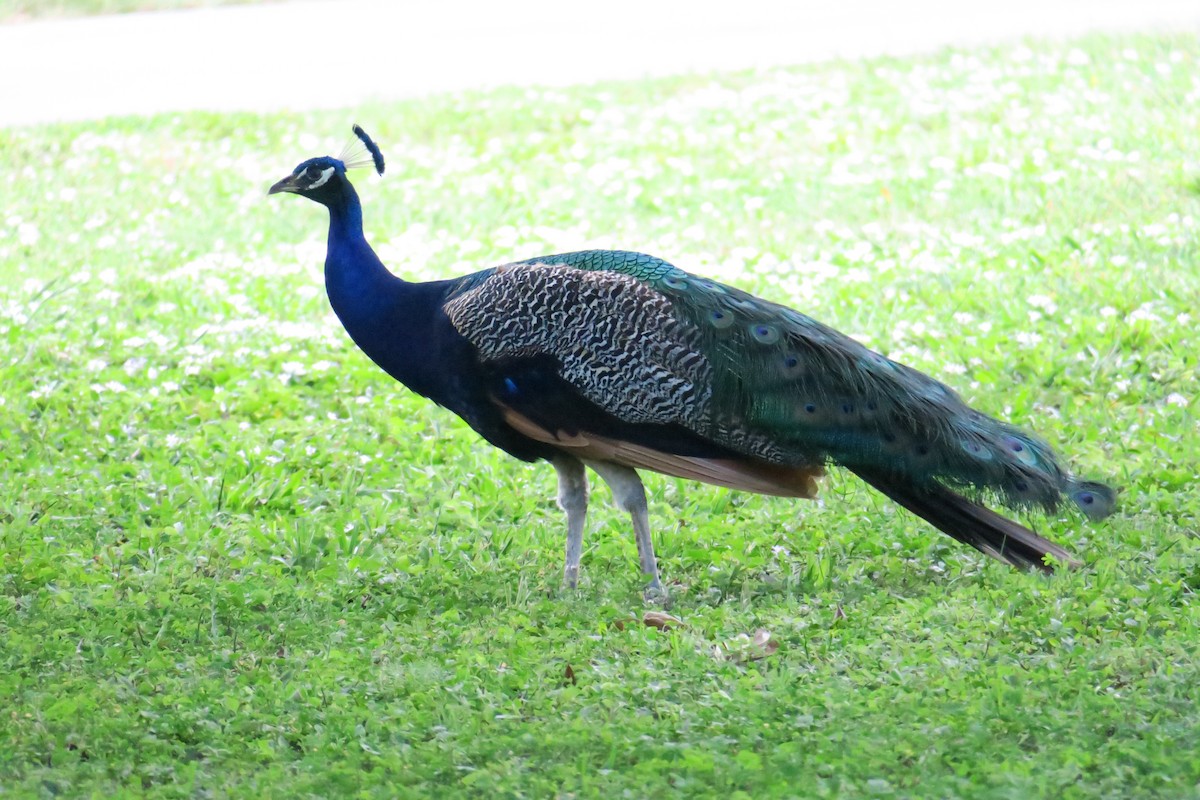 Indian Peafowl - ML115140521