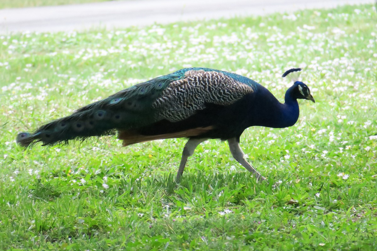 Indian Peafowl - ML115140531