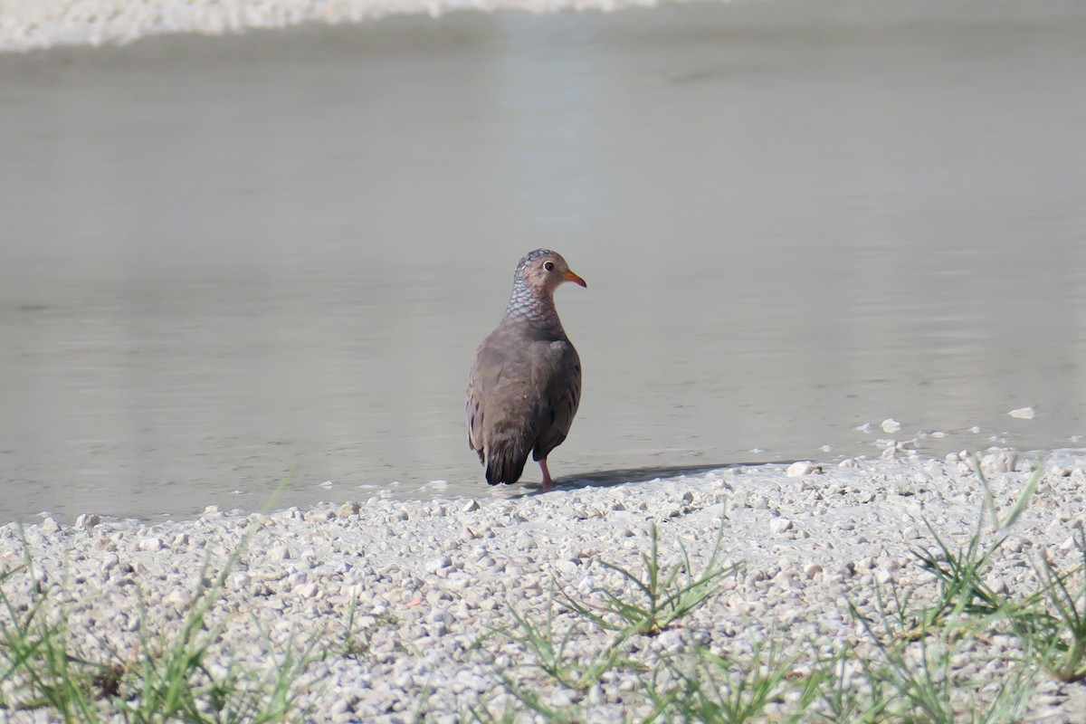 Common Ground Dove - ML115140731