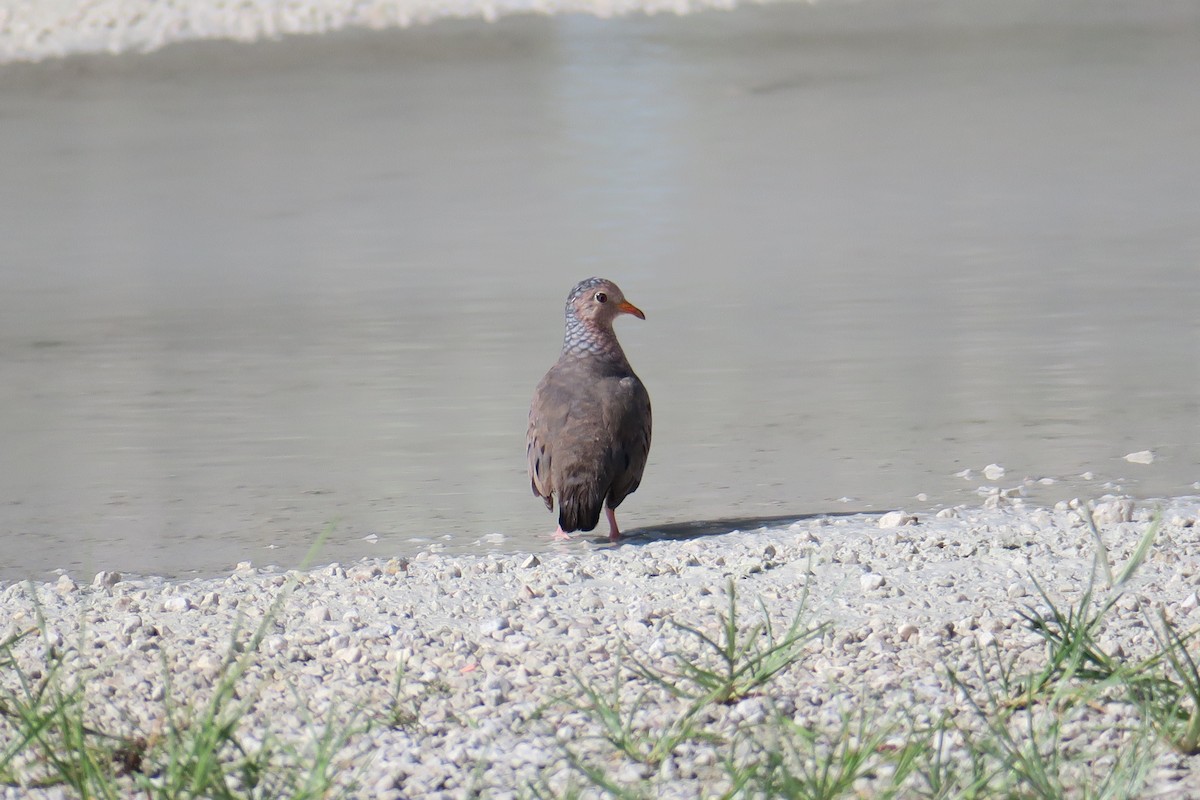 Common Ground Dove - ML115140741