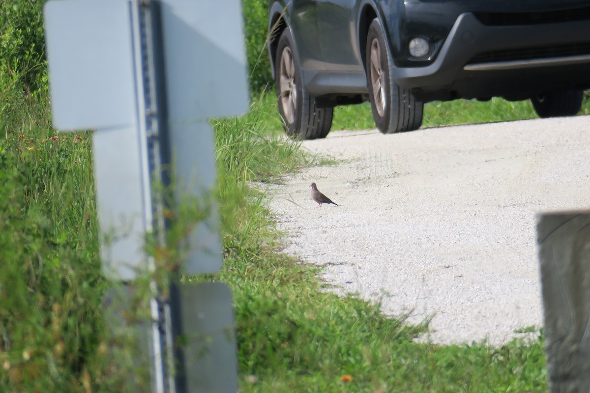 Common Ground Dove - ML115140751