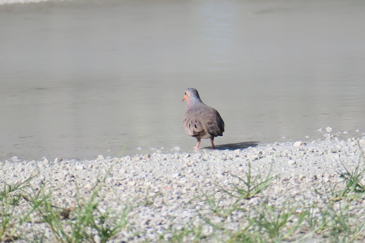 Common Ground Dove - ML115140761