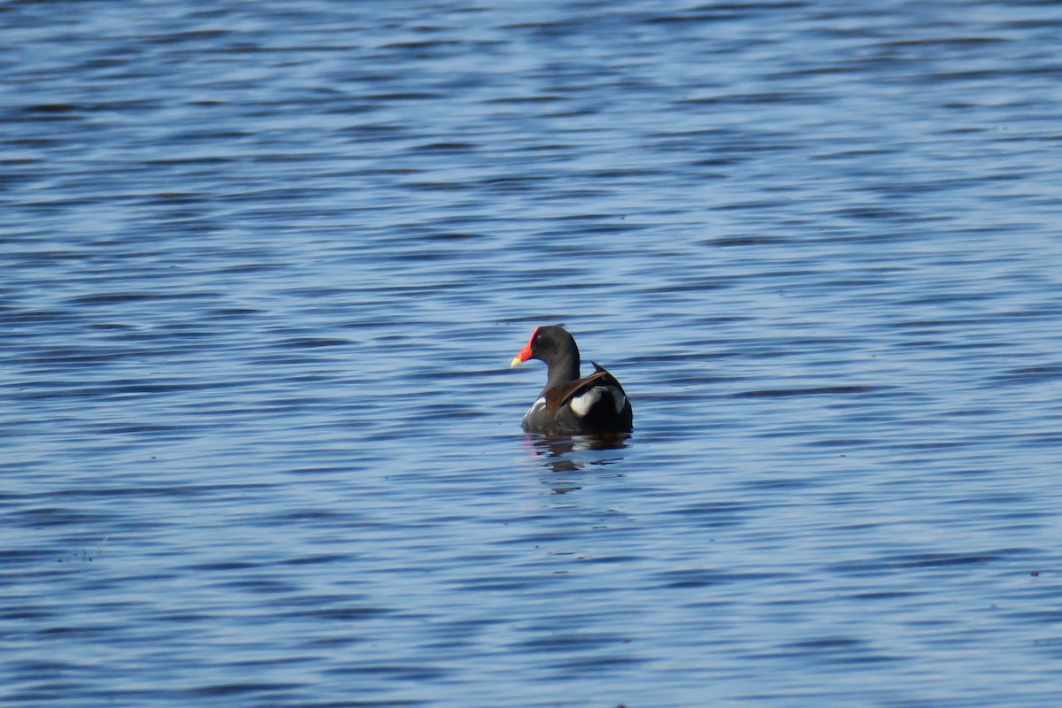 Common Gallinule - ML115140971