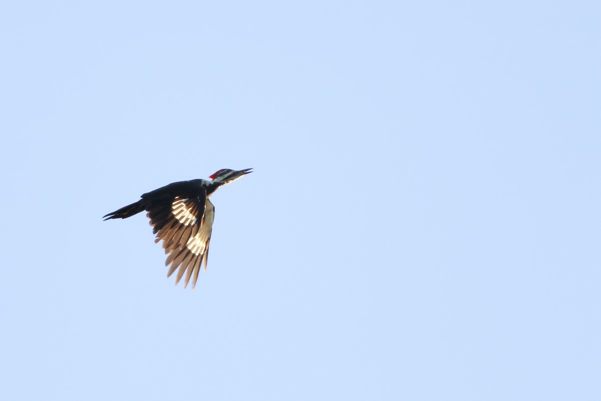 Pileated Woodpecker - ML115142121