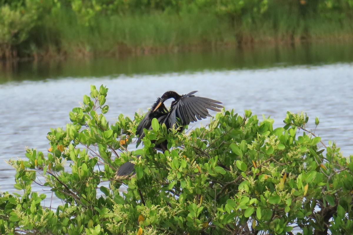 Anhinga - ML115142901