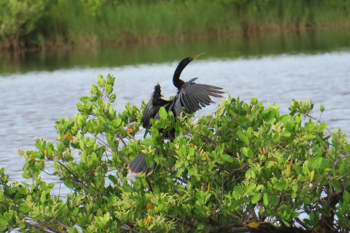 Anhinga - ML115142921