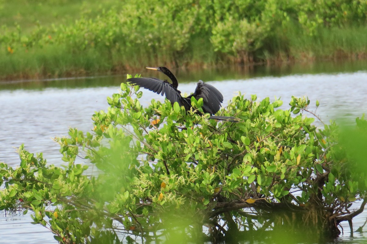 Anhinga - ML115142931