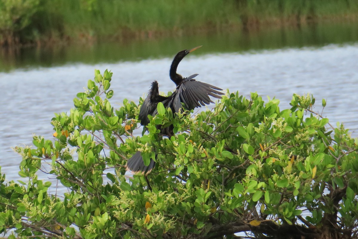 Anhinga - ML115142961