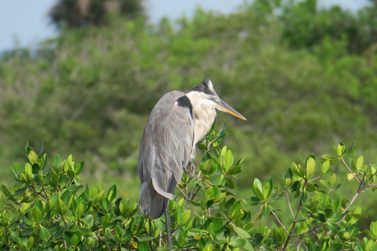 Great Blue Heron - ML115143351