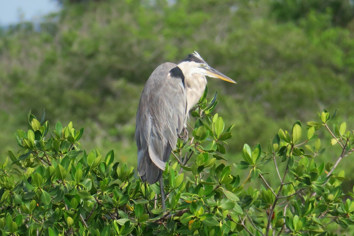 Great Blue Heron - ML115143371