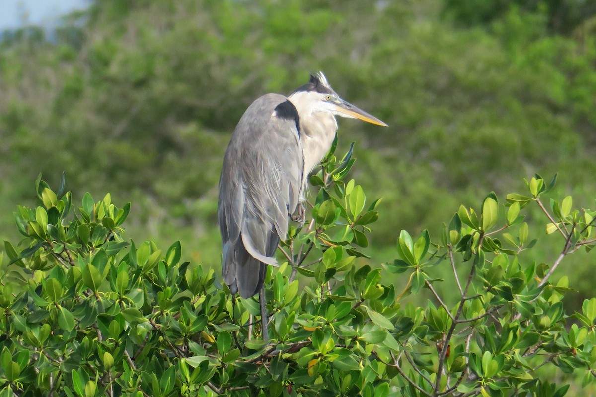 Great Blue Heron - ML115143381