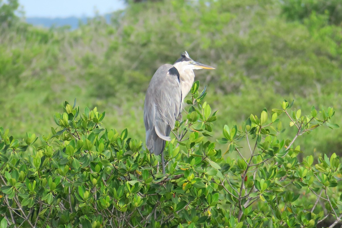 Great Blue Heron - ML115143391