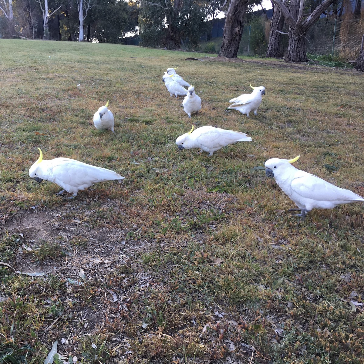 Sulphur-crested Cockatoo - ML115143681