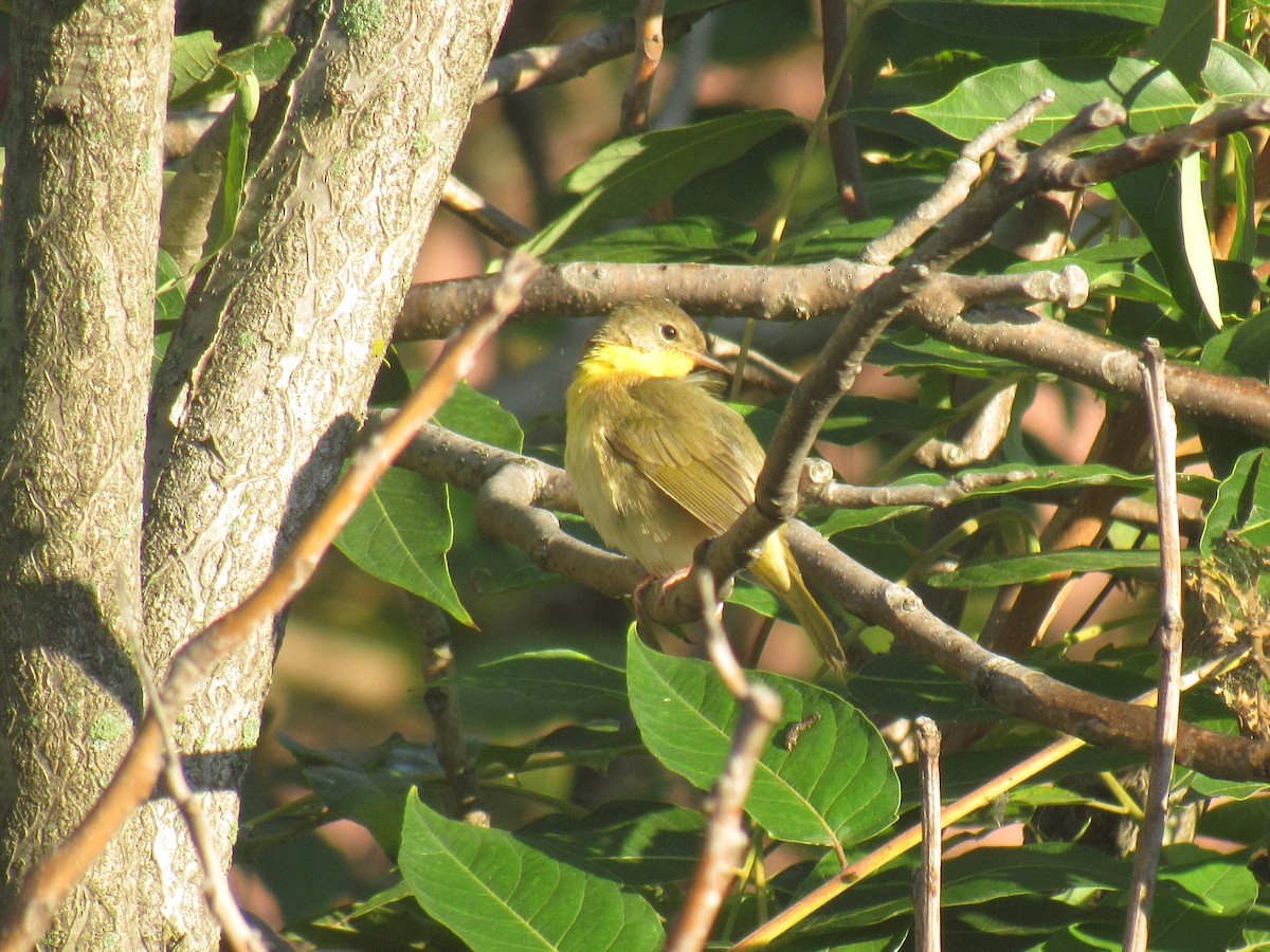 Common Yellowthroat - ML115143771